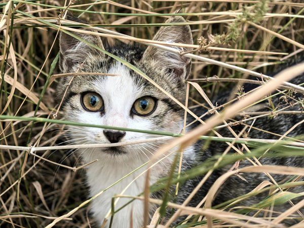 Jouets pour l'épanouissement du malinois : comment choisir et optimiser leur utilisation ?