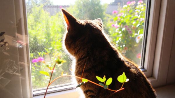 Top 5 produits incontournables pour stimuler votre chat