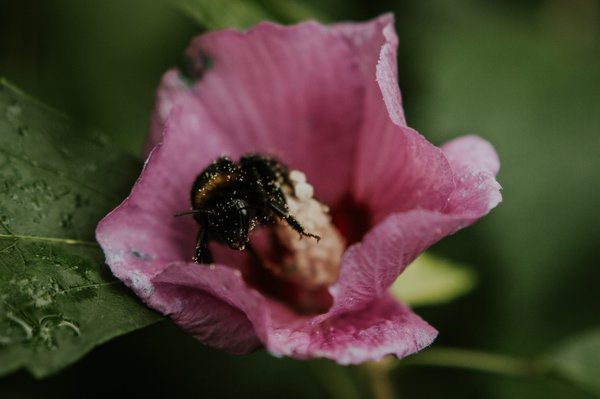 Comment les chauves-souris contribuent-elles à la pollinisation des plantes nocturnes?