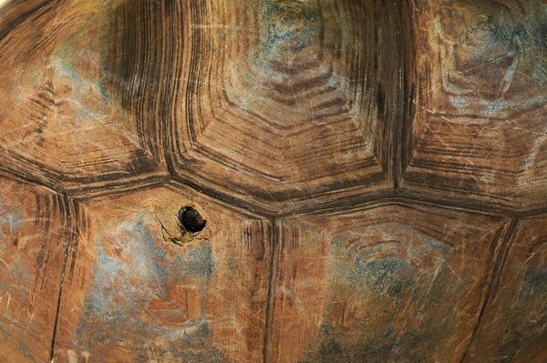 Les tortues boîtes peuvent-elles réellement 'fermer' leur carapace?