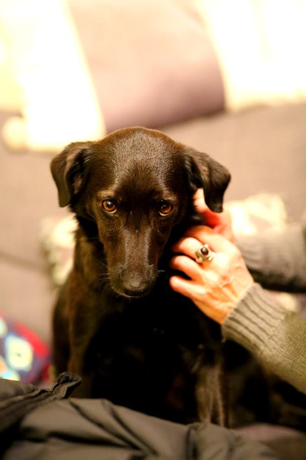 Argent colloïdal chien : un remède naturel à découvrir