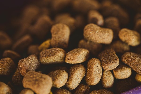 Choisir des croquettes pour chien : hill's, la qualité recommandée
